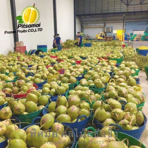 เนื้อมะพร้าวแช่แข็ง มังคุดแช่แข็ง บรรจุสุญญากาศ